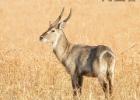 luangua-waterbuck-4779