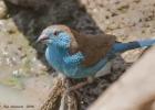 luangua-waxbill-blue-4718