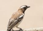 luangua-weaver-white browed sparrow-5184