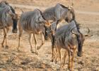 luangua-wildebeest-cookson-4597