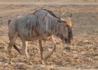 luangua-wildebeest-cookson-4610