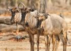 luangua-wildebeest-cookson1141