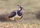 NY Moors 050417 lapwing 0007