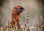 NY Moors 050417 red grouse 0036