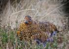 NY Moors 050417 red grouse 0055