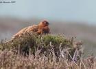 NY Moors 050417 red grouse 0064