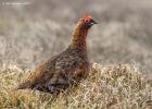 NY Moors 050417 red grouse 0079