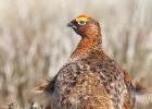 NY Moors 050417 red grouse 0106