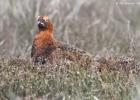 NY Moors 050417 red grouse 0123