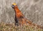 NY Moors 050417 red grouse 0136