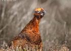 NY Moors 050417 red grouse 0151