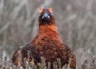 NY Moors 050417 red grouse 0156