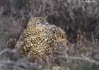 NY Moors 050417 red grouse 0161