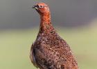 NY Moors 050417 red grouse 0178