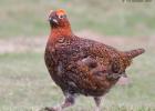 NY Moors 050417 red grouse 0189