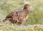 NY Moors 050417 red grouse 0198