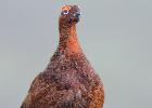 NY Moors 050417 red grouse 0231