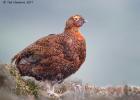 NY Moors 050417 red grouse 0237