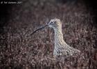 NY moors-090317 curlew-0004