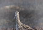 NY moors-090317 curlew-0011