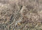 NY moors-090317 curlew-0018