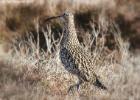 NY moors-090317 curlew-0021