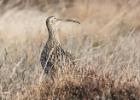 NY moors-090317 curlew-0023