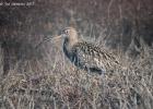 NY moors-090317 curlew-0034