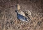 NY moors-090317 curlew-0044