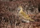 NY moors-090317 golden plover-0141