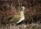 NY moors-090317 golden plover-0150