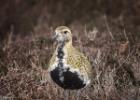 NY moors-090317 golden plover-0169