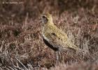 NY moors-090317 golden plover-0180