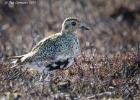 NY moors-090317 golden plover-0191