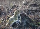 NY moors-090317 golden plover-0203