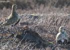 NY moors-090317 golden plover-0214