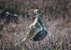 NY moors-090317 golden plover-0226