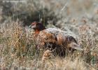 NY moors-090317 red grouse-0049-v2