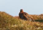 NY moors-090317 red grouse-0050