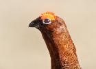 NY moors-090317 red grouse-0058