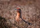 NY moors-090317 red grouse-0072