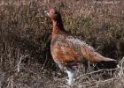 NY moors-090317 red grouse-0080