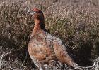 NY moors-090317 red grouse-0087