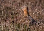 NY moors-090317 red grouse-0104