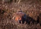 NY moors-090317 red grouse-0112