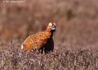 NY moors-090317 red grouse-0118