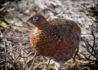 NY moors-090317 red grouse-0126