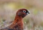 NY moors-090317 red grouse-0139