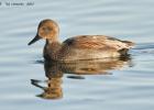 gadwall-old moor-050117-MG 0725