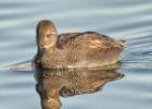 gadwall-old moor-050117-MG 0726